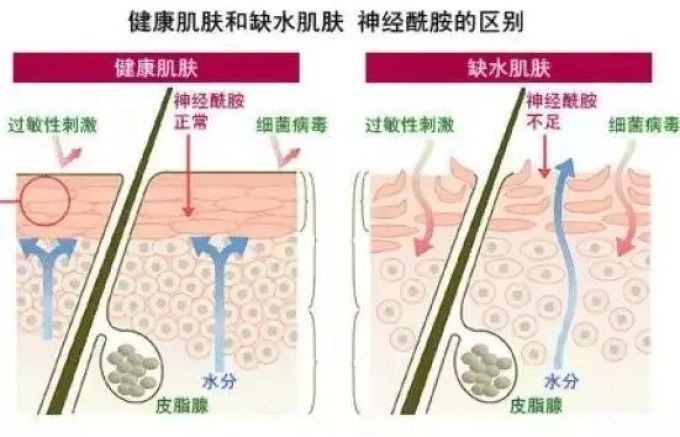 想要水润和修护,面霜应该怎么挑?