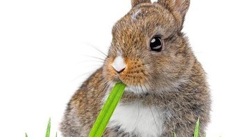 兔子拿手菜 篇三：麻婆豆腐 