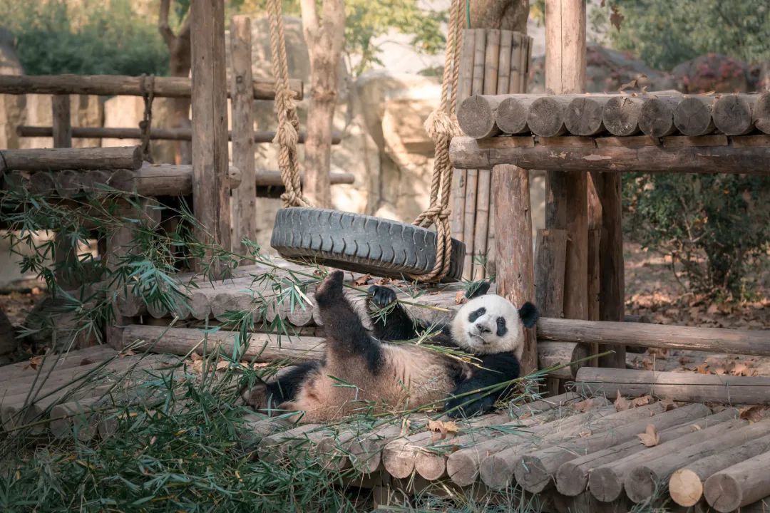 9年才成功，熊猫交配这么困难？不，人家在野外快活着呢