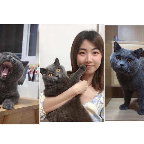 新手养猫指南——养猫一年我花了多少钱？看完我震惊了