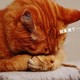 火爆全网的北大校猫图鉴，竟被扒出隐藏的“三角恋”？！