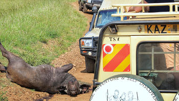 非洲肯尼亚自由行——在食肉动物领地瑟瑟发抖（八）