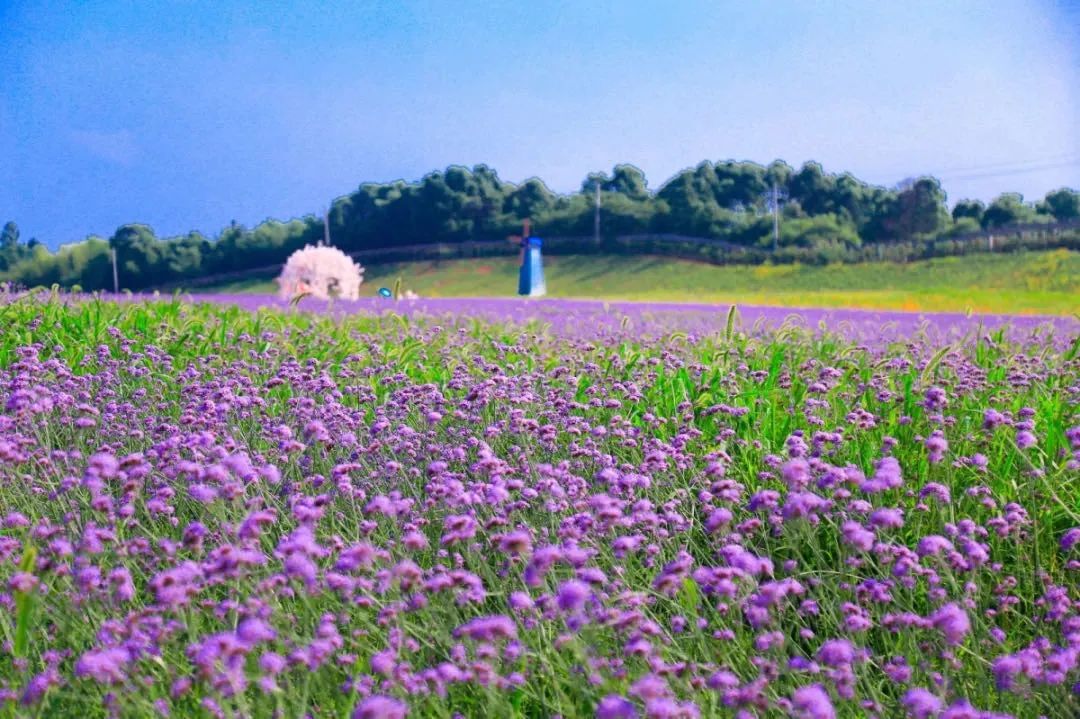 藏于长沙周边的“秘密花园”！千亩绝美花海邀你定格春日之美~