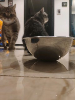 锥形不锈钢猫碗，完美解决猫咪挑剔臭毛病