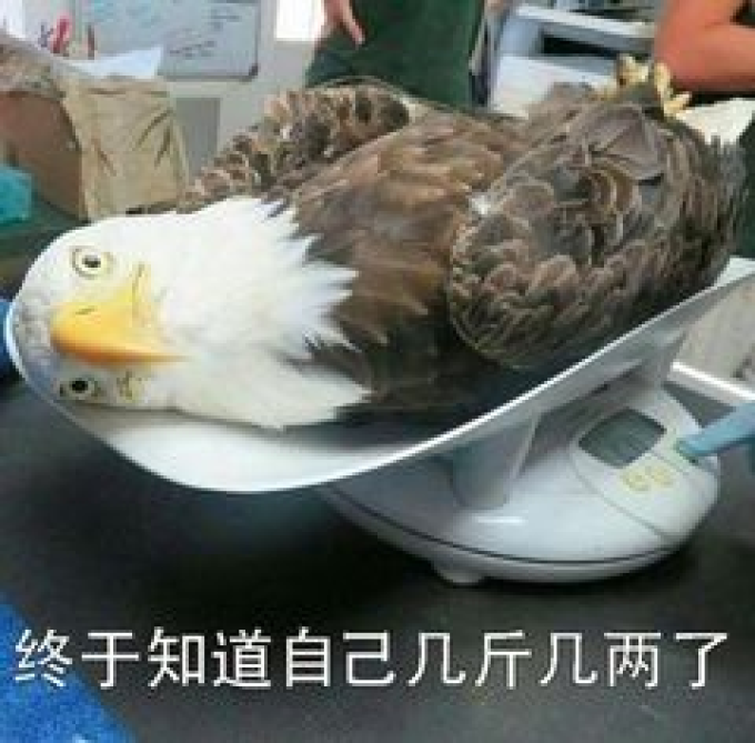 小米平板强势回归,安卓平板还有救吗?