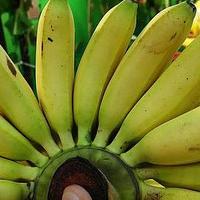买香蕉，注意这4点，不会买到催熟香蕉，随便挑，又甜又糯