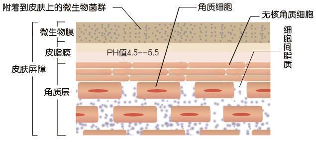 躲不过的换季护肤难题——敏感肌该怎么护理？