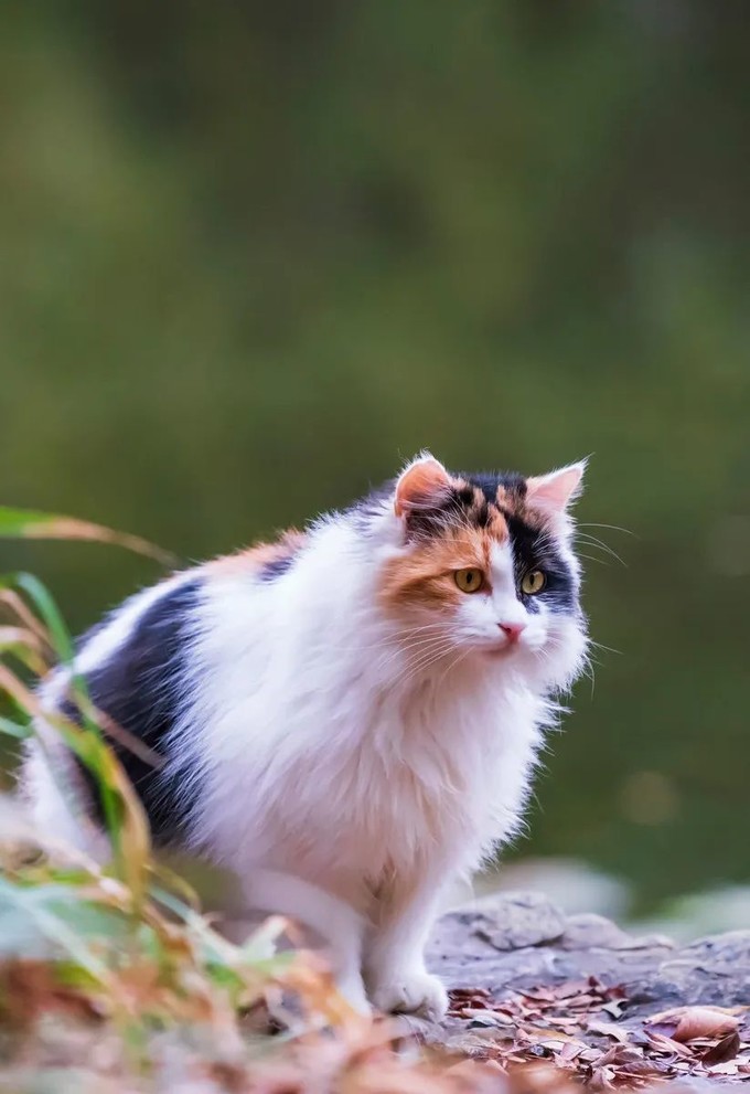 惊了 绝美三花猫 简直是偷心盗贼 宠物用品 什么值得买