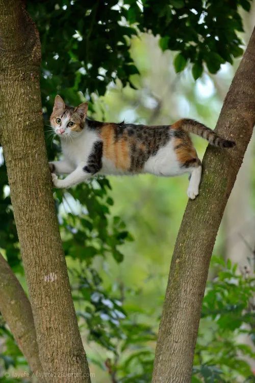 惊了，绝美三花猫，简直是偷心盗贼！