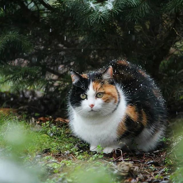 惊了，绝美三花猫，简直是偷心盗贼！