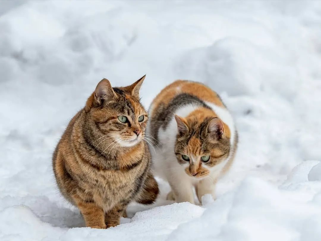 惊了，绝美三花猫，简直是偷心盗贼！