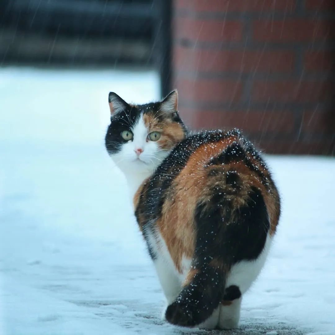 惊了，绝美三花猫，简直是偷心盗贼！