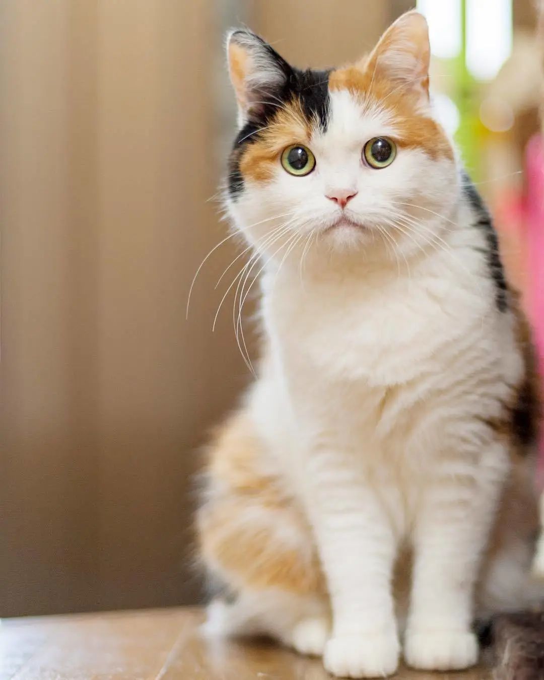 惊了绝美三花猫简直是偷心盗贼