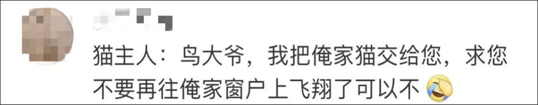 我家猫得罪了一只记仇的黑鸟后，每天隔着窗户“被喷屎”。