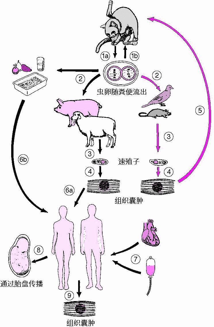 吃猫屎才能感染弓形虫？谁编的这么恶心的谣言