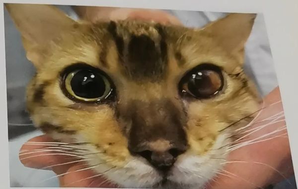 吃猫屎才能感染弓形虫?谁编的这么恶心的谣言