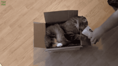 猫薄荷,为什么就成了“猫薄荷”?