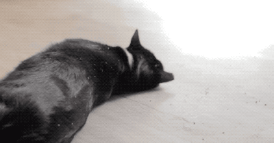 猫薄荷,为什么就成了“猫薄荷”?