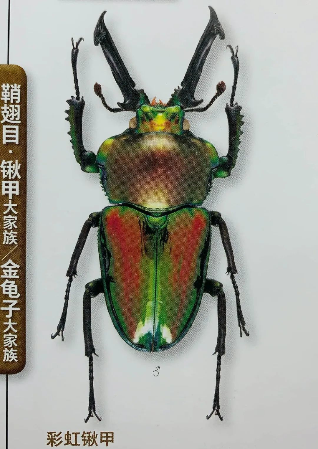 6000铃钱价值6000铃钱的彩虹锹形虫,实际就是彩虹锹甲:这种犀金龟是