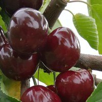 国产樱桃品种及购买一些介绍
