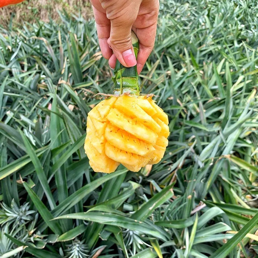 定了！广州地铁直通中山：这座被埋没的美食之城，好吃程度不输顺德