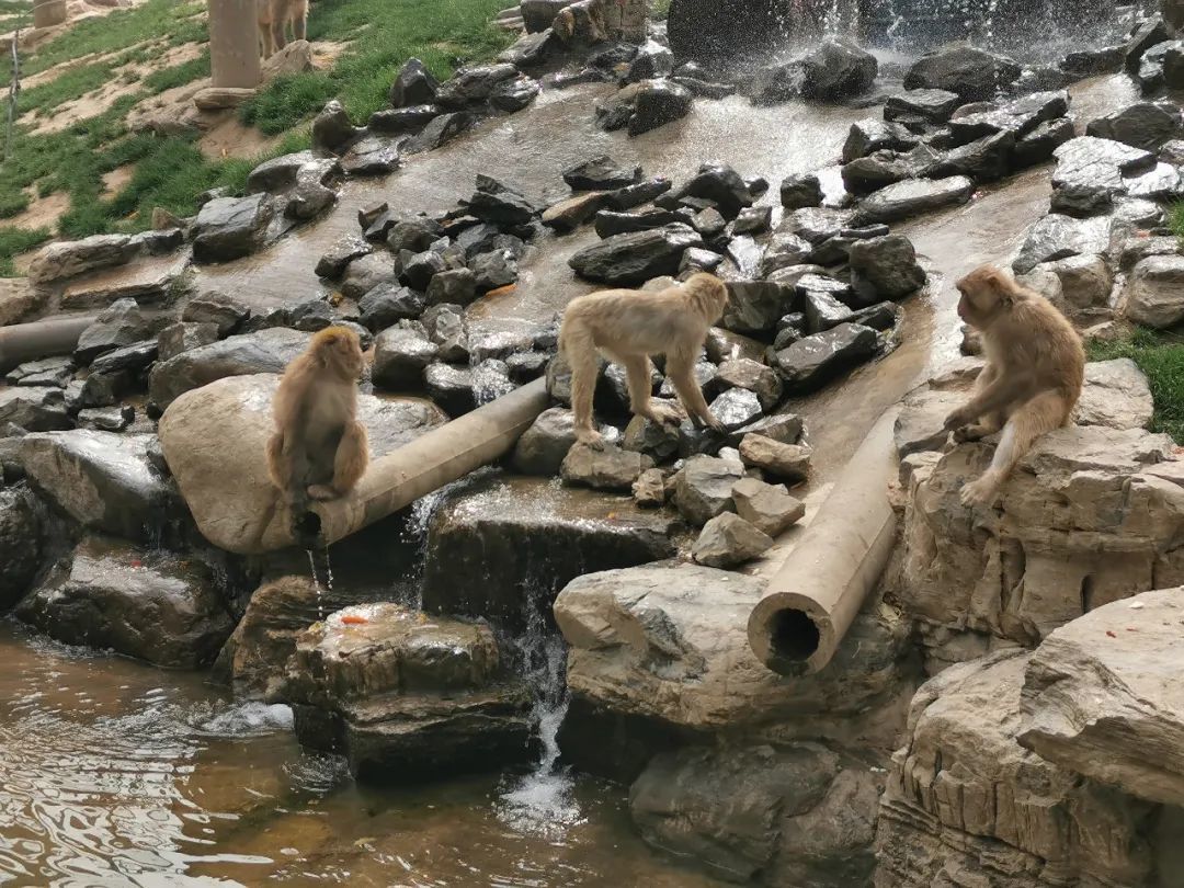 北京野生动物园独家攻略来了！喂梅花鹿，“0距离”看狮子老虎，绝佳的遛娃宝地！