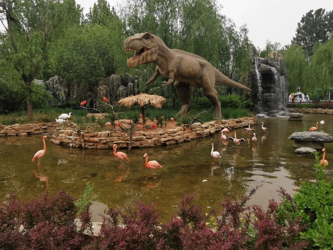 北京野生动物园独家攻略来了！喂梅花鹿，“0距离”看狮子老虎，绝佳的遛娃宝地！