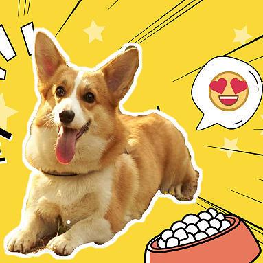 值无不言244期：数年铲屎官大力推荐，618狗狗用品囤货大全