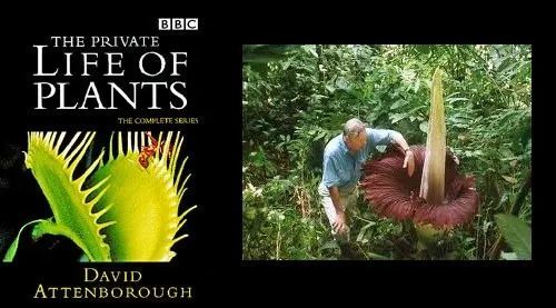 20部高分植物系纪录片，疗愈焦躁的心，让宝宝热爱自然