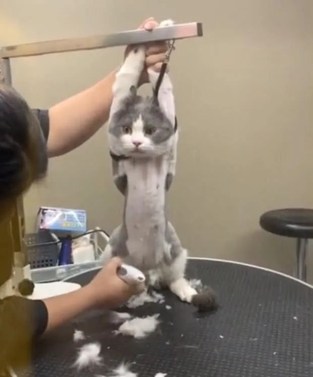 我为什么劝你不要轻易给猫剃毛？