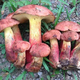 云南省卫健委发布通知，这些蘑菇不能吃
