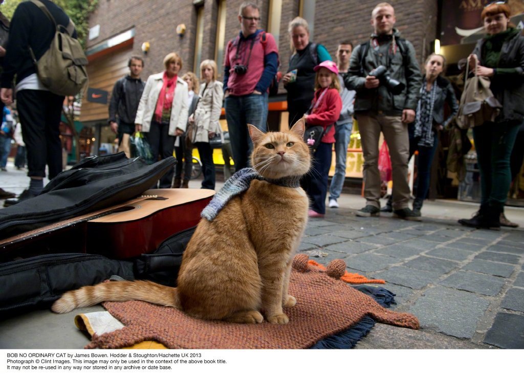 流浪猫鲍勃遗作《鲍勃的圣诞礼物》本周上线，猫演员已于今年六月因意外去世，深受全球粉丝爱戴