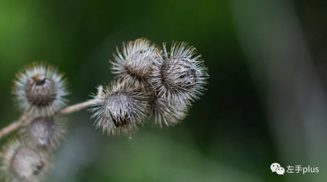 仅需原厂1/20的价格，铭匠50mm/F0.95各光圈表现扛打吗？