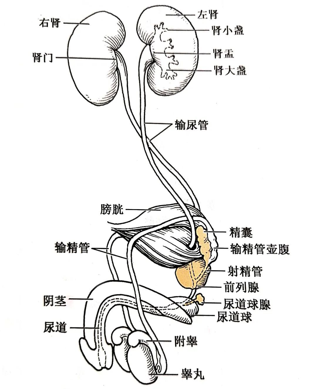 输精管和输尿管解剖图图片