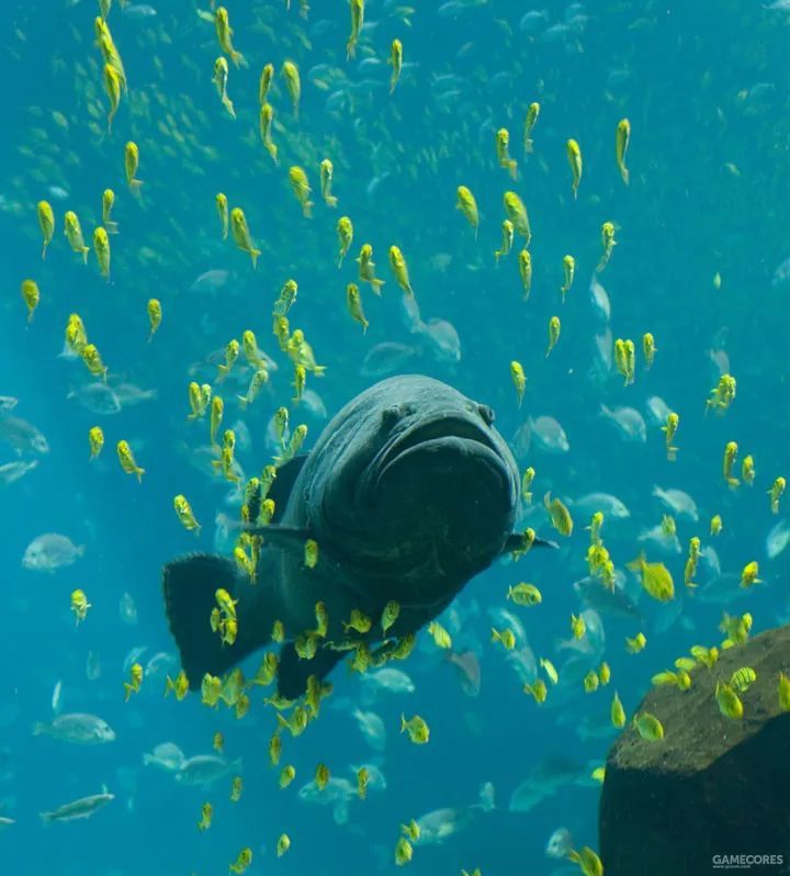 浅谈海鲜二名法的语源