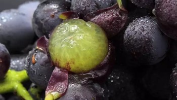 水果 篇一：怎么辨别一颗葡萄（户太八号葡萄） 