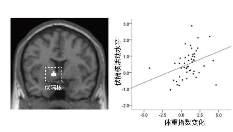 你在看吃播的时候，你自己也在不断长胖