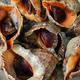 海螺，到底哪个部位不能吃？60岁老渔民告诉你答案，记得收藏！