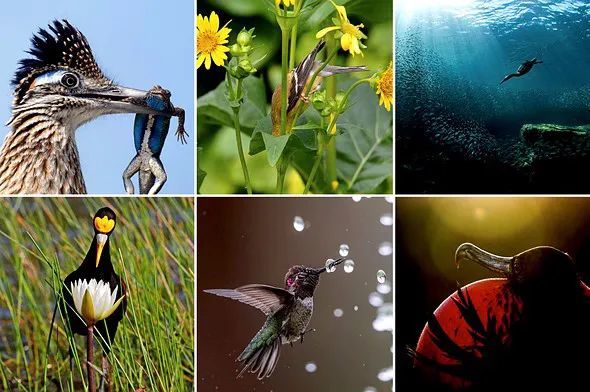 十张绝妙抓拍！2020年度Audubon鸟类摄影大赛公布获奖名单