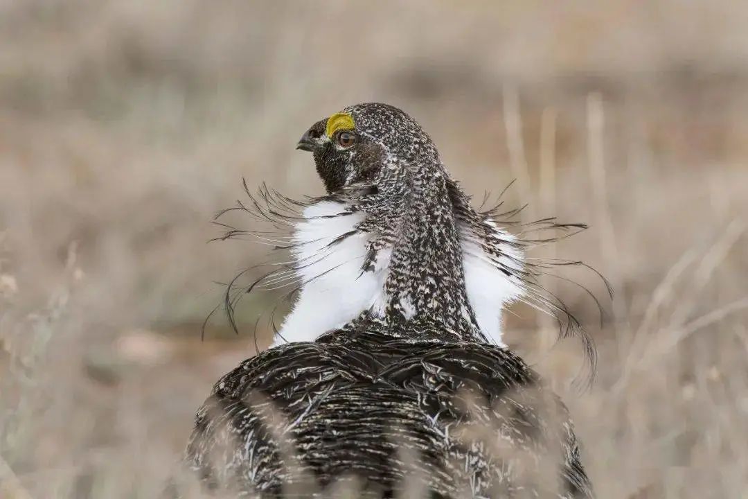 十张绝妙抓拍！2020年度Audubon鸟类摄影大赛公布获奖名单