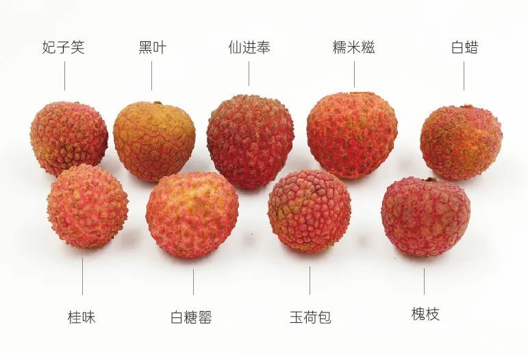 9品种荔枝对比测评： 桂味、糯米糍、仙进奉、白糖罂，谁才是荔枝界的最强王者？