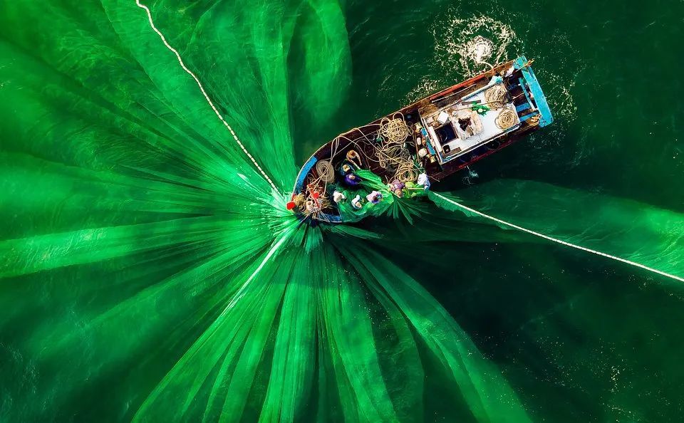 全球摄影作品平台Agora选出了50张以绿色为主题的优秀照片