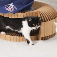 萌宠家居又添新产品：小兽星DIY抓板隧道猫窝凳  