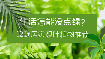 装修季 篇五：12款居家观叶植物推荐：生活不能没有绿，总有一款适合你 