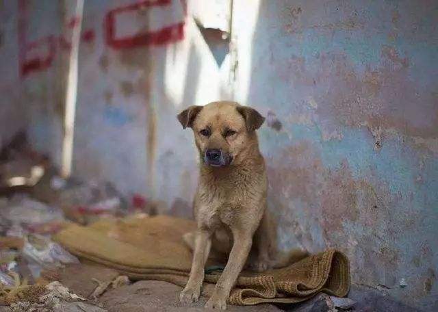 德牧犬被遗弃拆迁楼，医护隔空喂食一年多，获救后现已被收养为军犬。而更多的毛孩子却没有这般幸运了······