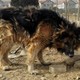 德牧犬被遗弃拆迁楼，医护隔空喂食一年多，获救后现已被收养为军犬。而更多的毛孩子却没有这般幸运了······