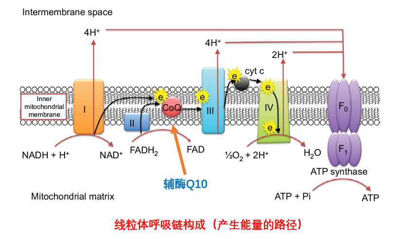 抗氧化，除了维C，还有它...