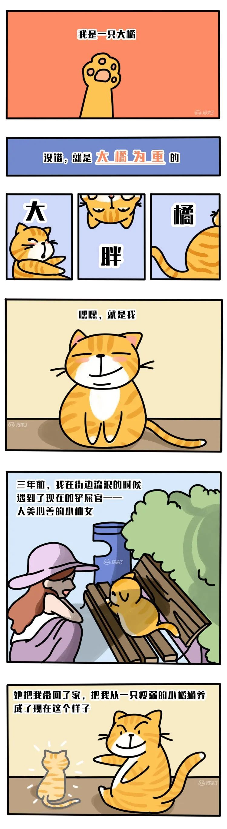 怀孕养猫行不行？这篇文章一定要转给你妈看！