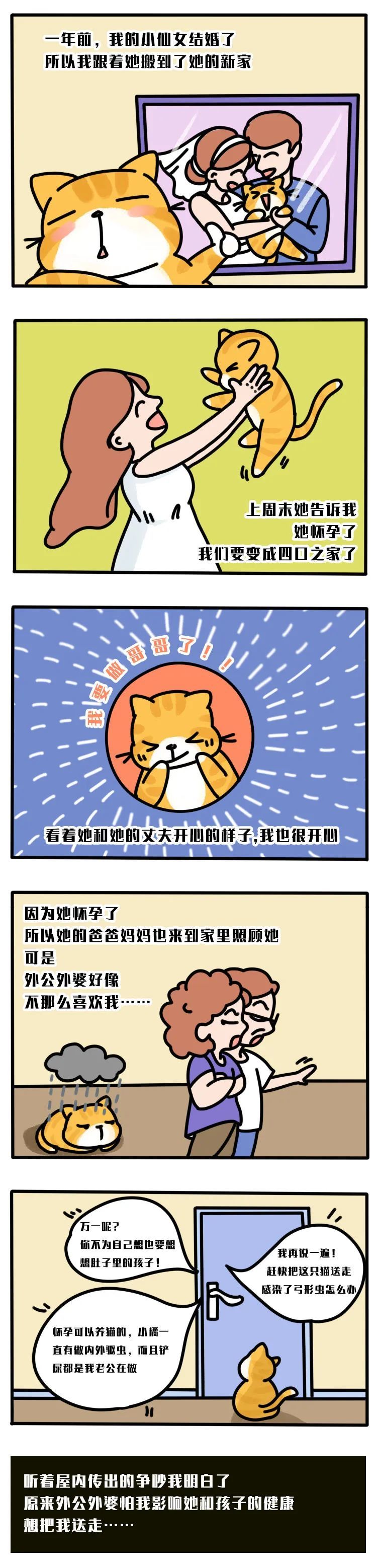 怀孕养猫行不行？这篇文章一定要转给你妈看！