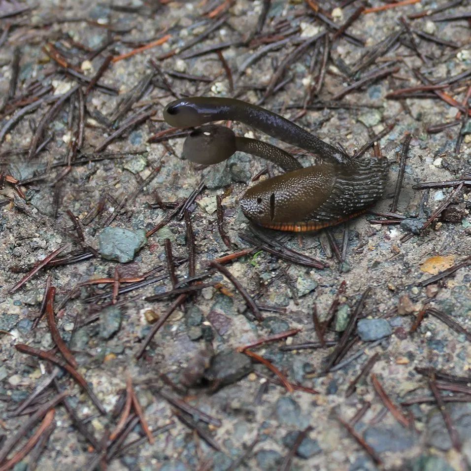 设计师老爸将孩子的画p图再现鼓励孩子继续发挥创造力